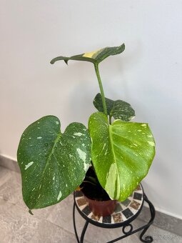 Monstera thai Constellation - 4