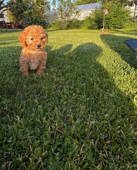 Maltipoo - 4