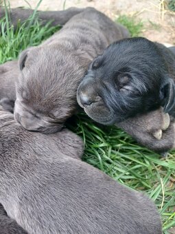 Predám šteniatka Cane Corso + Bandog - 4