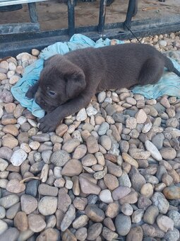 Predám šteniatka Cane Corso + Bandog - 4