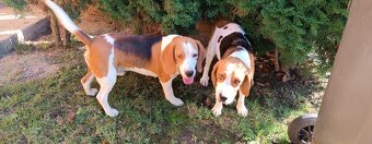 Bigl, Beagle, Bigel,Bígl šteniatka - 4