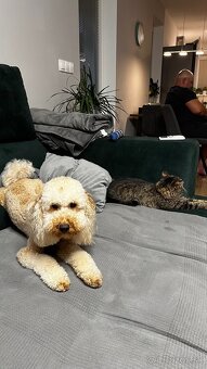 Darujeme do dobrých rúk psíka Cavapoo (3 roky) - 4