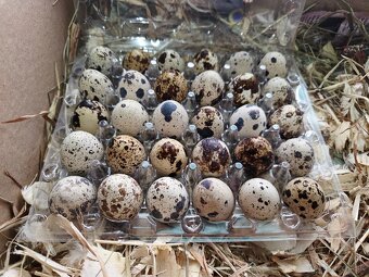 Násadové vajíčka prepelice Faraón Jumbo - 4