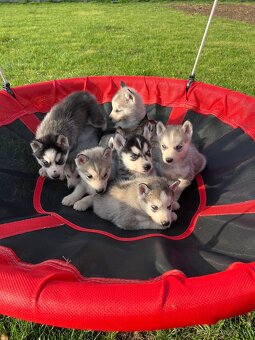 Steniatka sibirsky husky - 4
