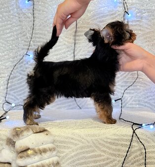 Yorkshire terrier, york - 4