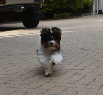 Biewer Terrier s PP FCI - 4
