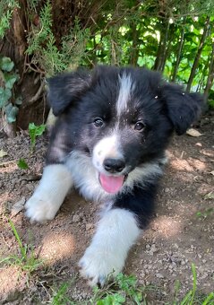 Border kólia/Border collie/Borderka - 4