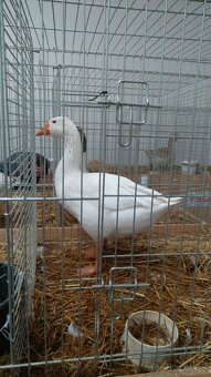 Slovenská biela hus - 4