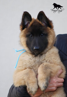 Belgický ovčiak Tervueren - šteniatka s PP na odber - 4