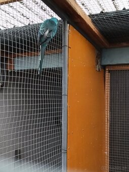 Korela a spevavý - 4