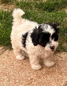 Maltipoo - 4