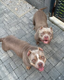 American bully - 4