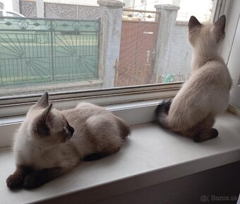 Ragdoll Siamsky - 4