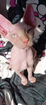 Kanadský sphynx kocúrik - 4