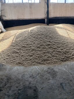 Predam jacmen, psenicu, ovos s dovozom. - 4