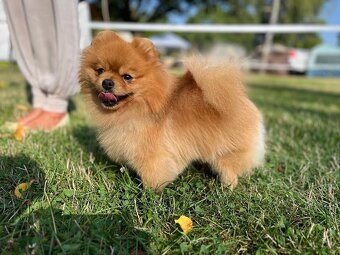 Nememcký špic/ Pomeranian - 4