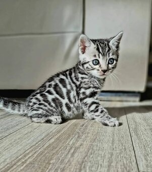 Krásne mačiatka plemena Ragdoll, Bengálsko a Maine Coon sú k - 4