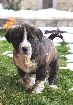 Stredoazijsky ovčiak - 4