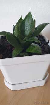 Orchidea - 4