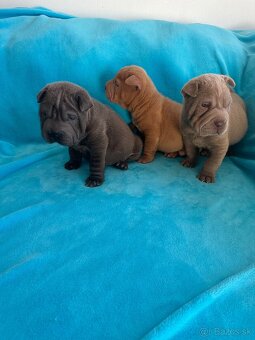 Sharpei,Shar-pei,šarpej - 4