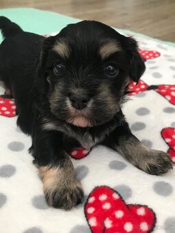 Havanský psík -Bichon havanský s PP - 4