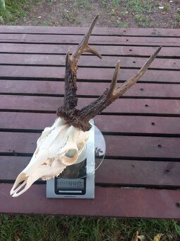 Srnčie trofeje ...2ks. - 4