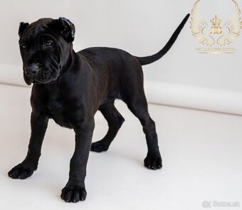 Bandog - 4