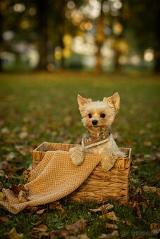 Krytie - Yorkshirsky Teriér - 4