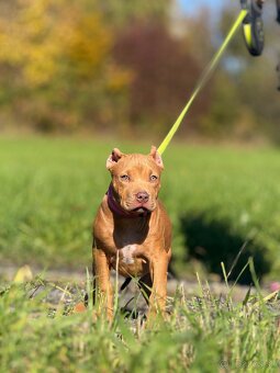 American bully ABKC - 4