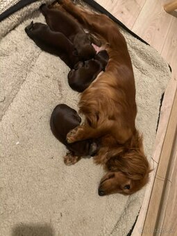 Jazvecik trp.kr. dlhosrsty s PP - 4