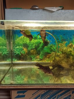 Akvarium - 4