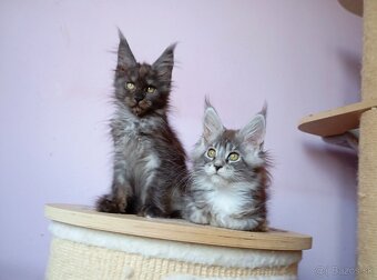 Maine Coon s PP - 4