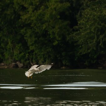 Tamron 150-500mm f/5-6.7 pre Sony FE - 4