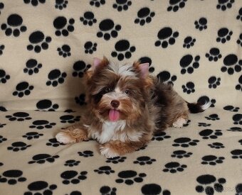 Yorkshire terrier - 4