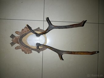 Predám zbierku parožia - 4