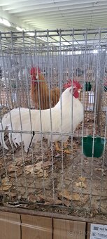Kohúty Leghorn - 4