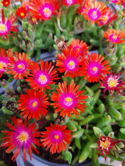 Delosperma - 4