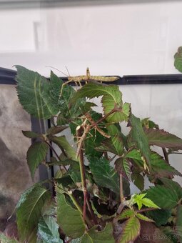 Pakobylka drapľavá - Eurycantha calcarata - 4