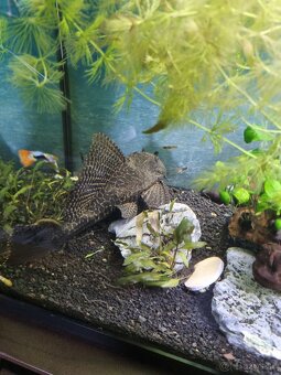 Predam Prísavník veľkoplutvý - Glyptoperichthys gibbiceps - 4