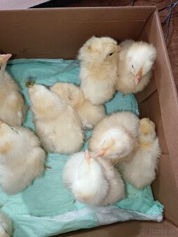 Leghorn kurčiatka - 4