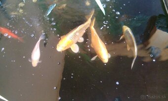 Koi Kapre Jazierkove - 4