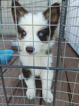 Psík Border kólia – red merle - 4