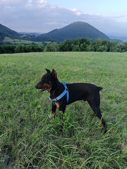 Predám dobermana - 4