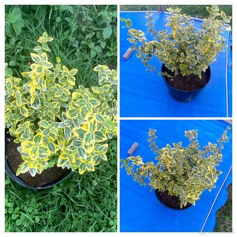 Rudbekia, hosta, fakľovka, bršlen - 4