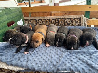 Americký stafordsirsky terier, Stafford, amstaf - 4