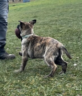 Stenata Holandsky Ovciak - 4