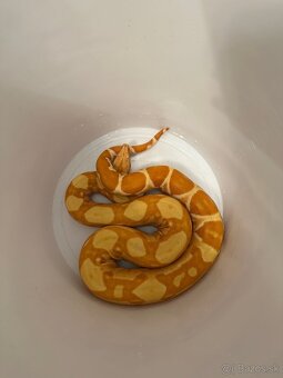 Veľhad kráľovský - 4