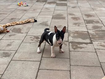Mini bullterrier - Košice - 4