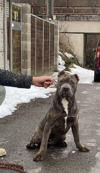 American bully - 4