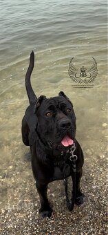 Americky bandog / Bandog - 4